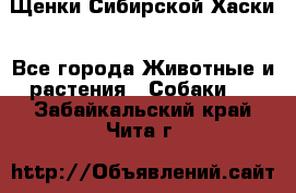 Щенки Сибирской Хаски - Все города Животные и растения » Собаки   . Забайкальский край,Чита г.